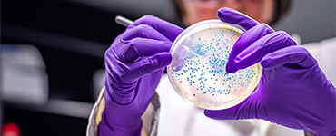 purple gloved hands holding a petri dish with small blue dots and a long thin tool to touch the dots
