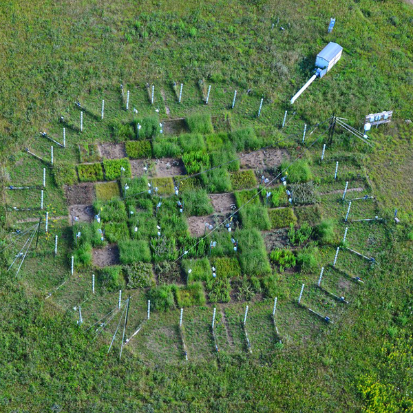 An aerial view of a research plot with different growing sections at Cedar Creek