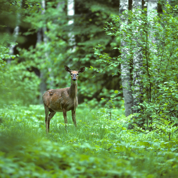 Deer standing in the woods