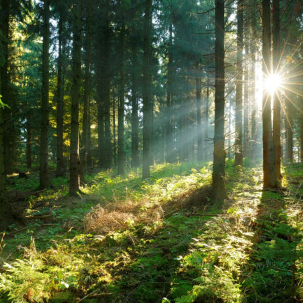 sunbeams in a forest